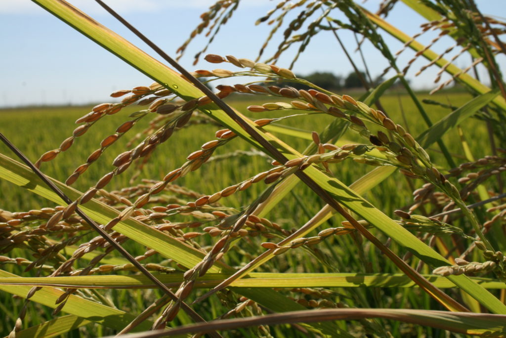 Weedy Rice Survey – Your help is needed