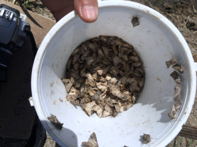 Armyworm Monitoring is underway