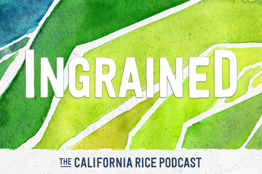 California Rice Podcast launches