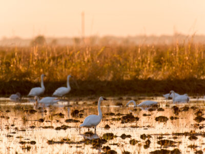 CRC Providing a New Habitat Assessment Service