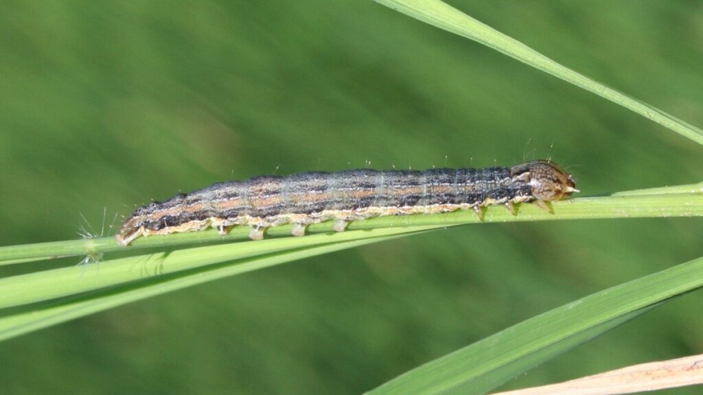 Variable Armyworm Numbers detected