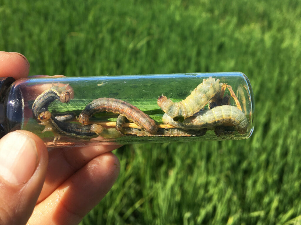 Late June Armyworm Monitoring Update