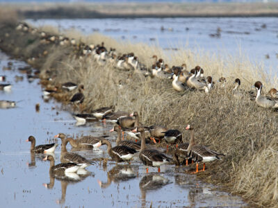 Enrollment Extended for Bid4Birds Habitat Program