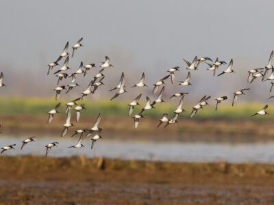 Deadline Fast Approaching for Bid4Birds Habitat Program