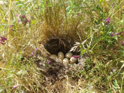 New Program for Nesting Habitat Projects on Idled Rice Acres