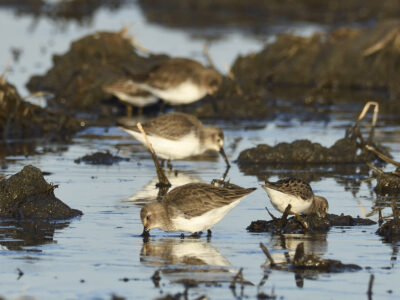 Upcoming Enrollment Opportunity for Fall Flooding through Bid4Birds