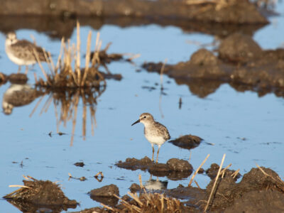 Important Enrollment Deadline for Nesting Cover and Shorebird Programs