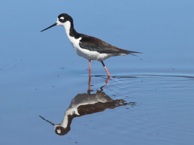 NRCS Application Deadline This Week