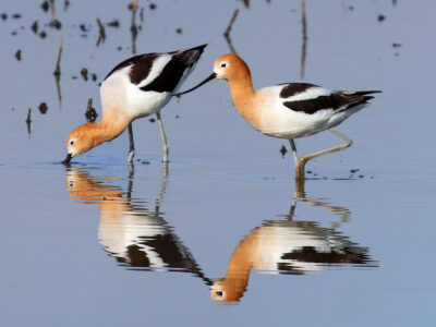 Bid4Birds Habitat Program Updates