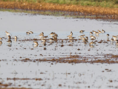 Bid4Birds Enrollment Deadline fast approaching
