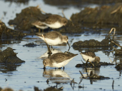 Reminder: Bid4Birds Application Deadline fast approaching