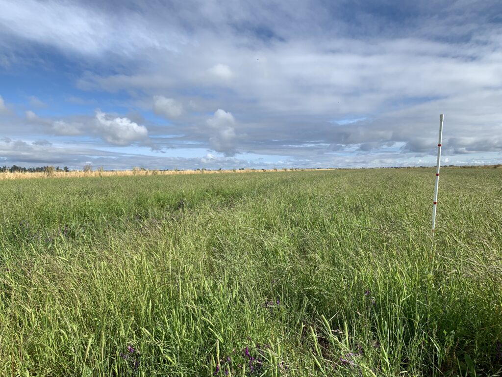 UCCE Weedy Rice Identification Videos Now Available