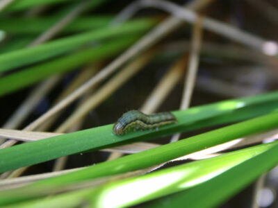 Armyworm Monitoring: Start to Season and Updates￼
