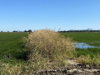 New Rice Levee Program Application – Now Open!