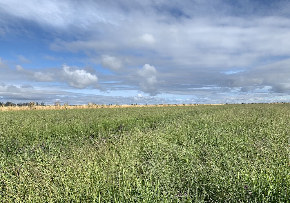 Enrollment Opportunity for Nesting Habitat on Idled Rice Acres