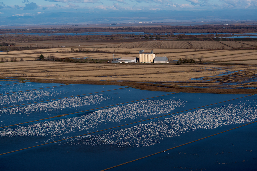 Application Period Now Open for Winter Flooding Programs in Rice