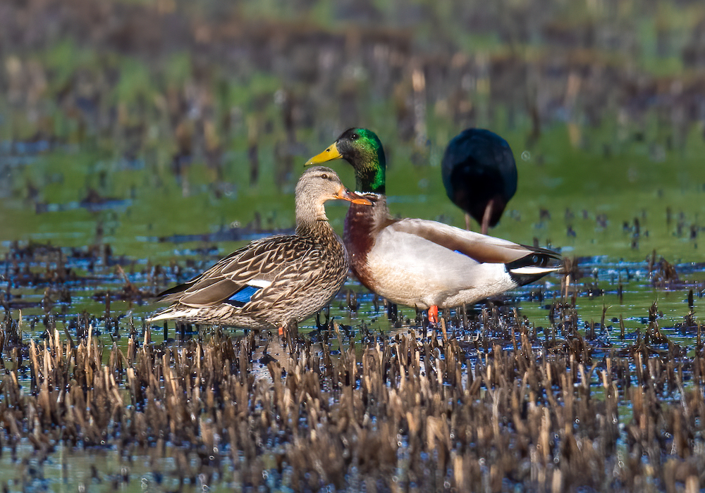 Ducks Unlimited looking for Biologist for Rice Programs
