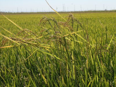 UCCE Weedy Rice Survey – Coming Soon