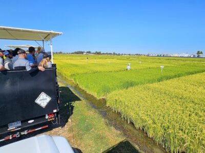 CA Rice Industry Award Winner Announced at Annual Rice Field Day