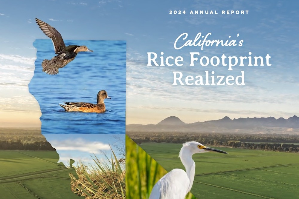 CRC Digital Annual Report Now Available