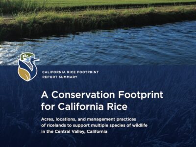 Critical Rice Footprint Identified