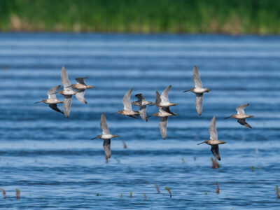 Upcoming Enrollment Opportunity for Late-Summer & Fall Flooding through Bid4Birds-BirdReturns
