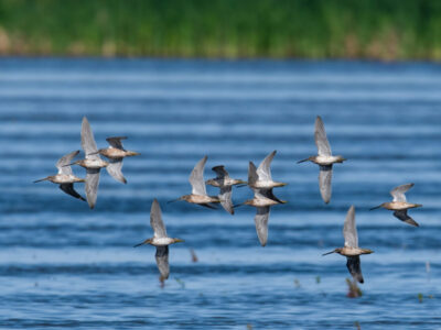 Upcoming Enrollment Opportunity for Late-Summer & Fall Flooding through Bid4Birds-BirdReturns