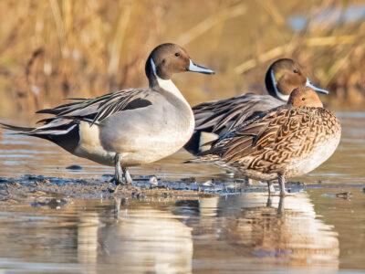 The SHARE Program is looking to lease rice blinds for the 2025/26 waterfowl season