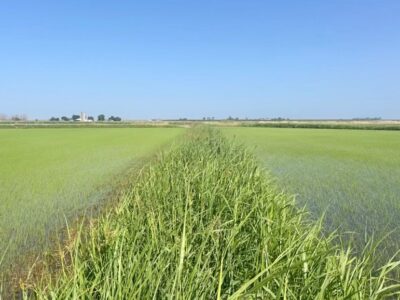 Rice Levee, Road Edge, and Ag Corridor Program Announcement