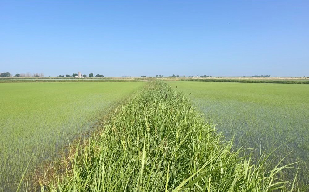 Rice Levee, Road Edge, and Ag Corridor Program Announcement